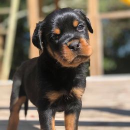 Rottweiler Puppies from Bronx Von Bridges Rottweilers
