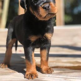 Rottweiler Puppies from Bronx Von Bridges Rottweilers