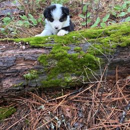 Cocoa - Black tri female Miniature Australian Shepherd puppy in Priest River, Washington from Offgrid Aussies