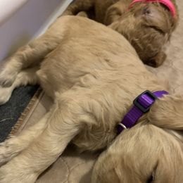 Girl 3 - Goldendoodle puppy in St. Lucie, Florida from A Doodle Life, LLC