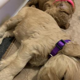 Girl 3 - Goldendoodle puppy in St. Lucie, Florida from A Doodle Life, LLC