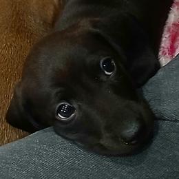 Charlie Brown - Chocolate male Dachshund puppy in Salome, Arizona from Boopenstein Doxies
