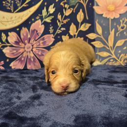 Buttercream - Red male Dachshund puppy in Windom, Minnesota from Aster Creek Dachshunds & Australian Shepherds