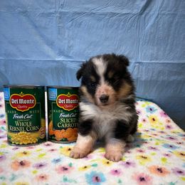 Tiny - Black white and tan female Shetland Sheepdog puppy in Kerville, Texas from Cedar Hill Kennels