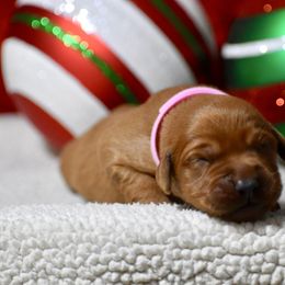 Vixen(pink collar) - Dark golden female Golden Retriever puppy in Gober, Texas from Trigger Time Kennels