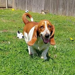 Lucy - Basset Hound