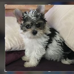 Yorkshire Terrier Puppies from Lynnie’s Lovables Yorkies