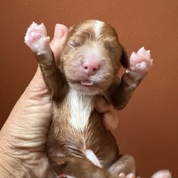 Red rider - Red and white male Cockapoo puppy in Carlotta, California from Lost Coast Bernese Mountain Dogs