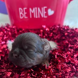 Cedar - Chocolate male Shih Tzu puppy in Avondale, Arizona from Riley Family Shih Tzus