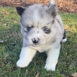 Matthew - Merle male Pomsky puppy in Scandinavia, Wisconsin from Bonnie’s Little Fluffys