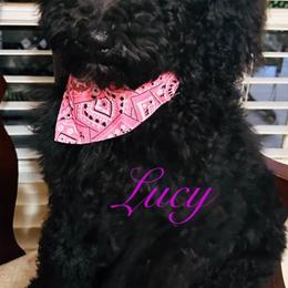 Poodle Puppies from Semmy’s standard Poodle
