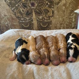 Goldendoodle Puppies from J’s Goldendoodles