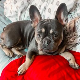 French Bulldog All Grown Up from Feliciano Frenchies