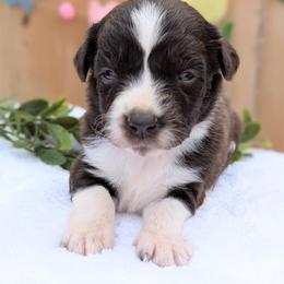 Tan collar -Birdie - Brown and white female Aussiedoodle puppy in Coulee City, Washington from Mr and Mrs Doodle Farm