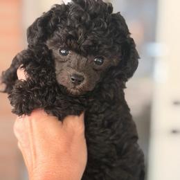Pixi - Blue female Poodle puppy in Poplarville, Mississippi from Southern Belle Poodles