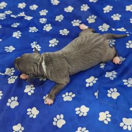 Gelato - Blue male Italian Greyhound puppy in Duncanville, Texas from Oremor's