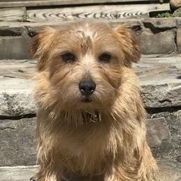 Sandy - Norfolk Terrier