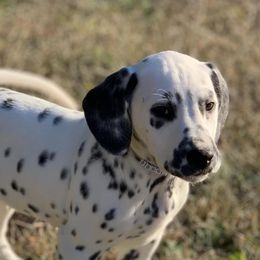 Dalmatians from The Golden Spot