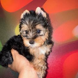 Colt-Green Collar - Black and tan male Yorkshire Terrier puppy in Flowood, Mississippi from Prissy PawPals