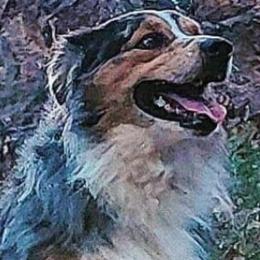 DROVER - Australian Shepherd