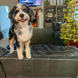 Bernedoodle, Goldendoodle, and Newfypoo All Grown Up from Curly Q’s Of Carlyss
