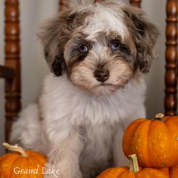 Sweet Dumpling - Merle female Schnoodle puppy in Grove, Oklahoma from Grand Lake Poodles & Doodles