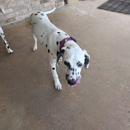 Dalmatian Puppies from America's Dalmatian Friends