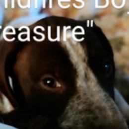 Darling - German Shorthaired Pointer
