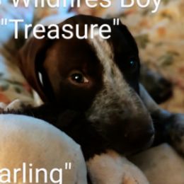 Darling - German Shorthaired Pointer