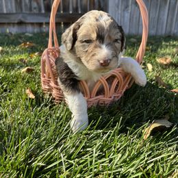 Aussiedoodle Puppies from Jojo the Denver Aussie