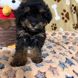 Juju - Phantom female Poodle puppy in Pounding  Mill, Virginia from Rosa's Chihuahuas