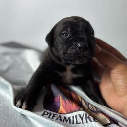 Girl 3 - Black female Cane Corso puppy in Perris, California from P1 Family Canines