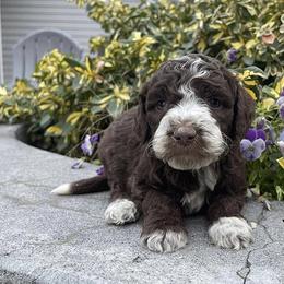 Aussiedoodle, Goldendoodle, Poodle, and Sheepadoodle Puppies from Draper Mountain Doodles