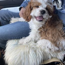 Cavalier King Charles Spaniel and Cavapoo Puppies from Larisa's Cavaliers