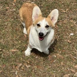 Sunny - Fawn female Pembroke Welsh Corgi puppy in Dade City, Florida from Red White & Bluie Corgi