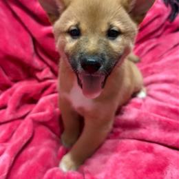 Prince Albert - Red male Shiba Inu puppy in Las Vegas, Nevada from AKZ Shiba Inus