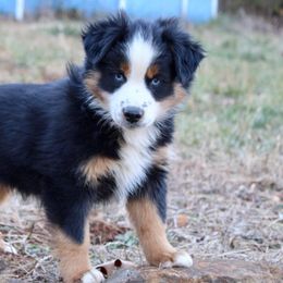 Aussiedoodles, Bernedoodles, Miniature Australian Shepherds, and Toy Australian Shepherds from P3 Kennel