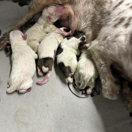 Miniature Schnauzer Puppies from Sugar Kookie Schnauzers