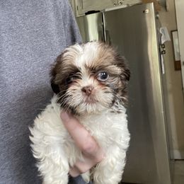 Pomeranian and Shih Tzu Puppies from Laik’s Little Shihtz & Poms