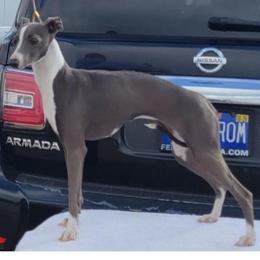Queenie - Italian Greyhound