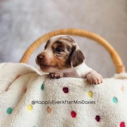 Gracie - Piebald female Dachshund puppy in Robesonia, Pennsylvania from Happily Ever After’s Puppies