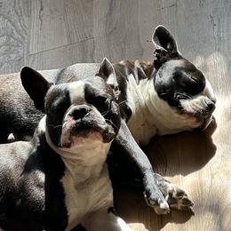 Boston Terriers from Vintage Boston Terriers