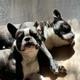 Boston Terriers from Vintage Boston Terriers