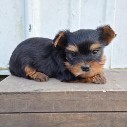 Reggie - Blue and gold male Yorkshire Terrier puppy in Monticello, Iowa from Ashley’s Puppies