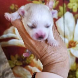 Boy 2 - male Maltese puppy in Piscataway, New Jersey from Norma T.'s Maltese