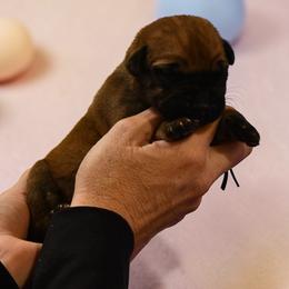 Empire (Peach) - Fawn male Boerboel puppy in Delta, Colorado from SATA Kennels