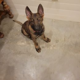 German Shepherd Puppies from Bayou Valley Shepherds