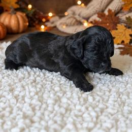 Mist - Black female Cavapoo puppy in Sparta, Missouri from Sis' Doodles & Poodles