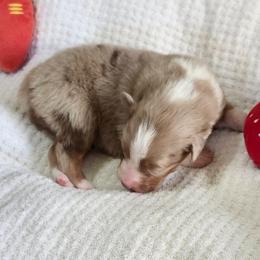 Jackson - Red merle male Australian Shepherd puppy in Athens, Tennessee from Mimi's Aussie