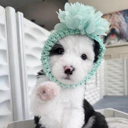 Ireland - Black and white female Sheepadoodle puppy in Rocky Point, North Carolina from CelticDoods